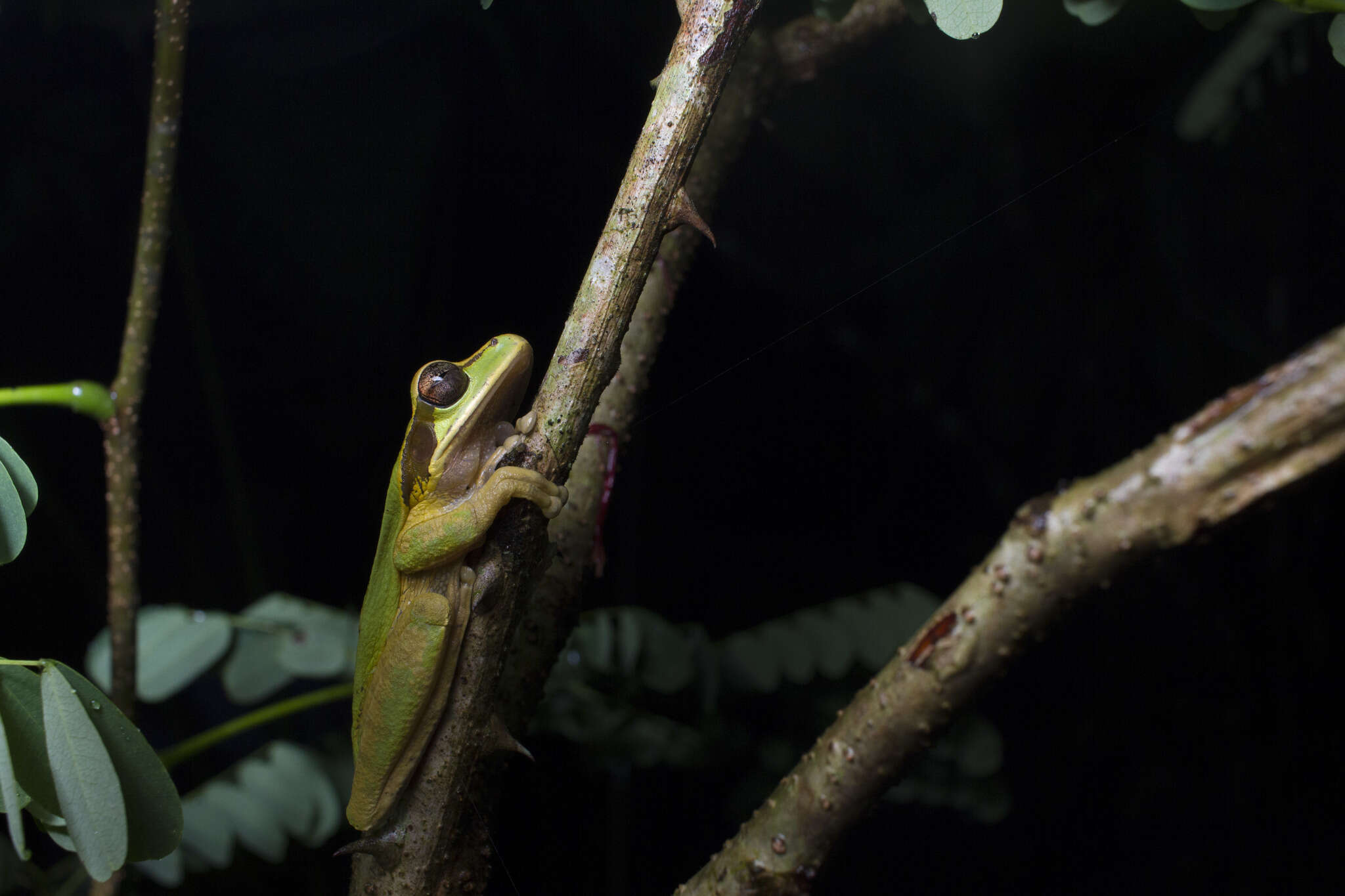 Image of Central American Smilisca