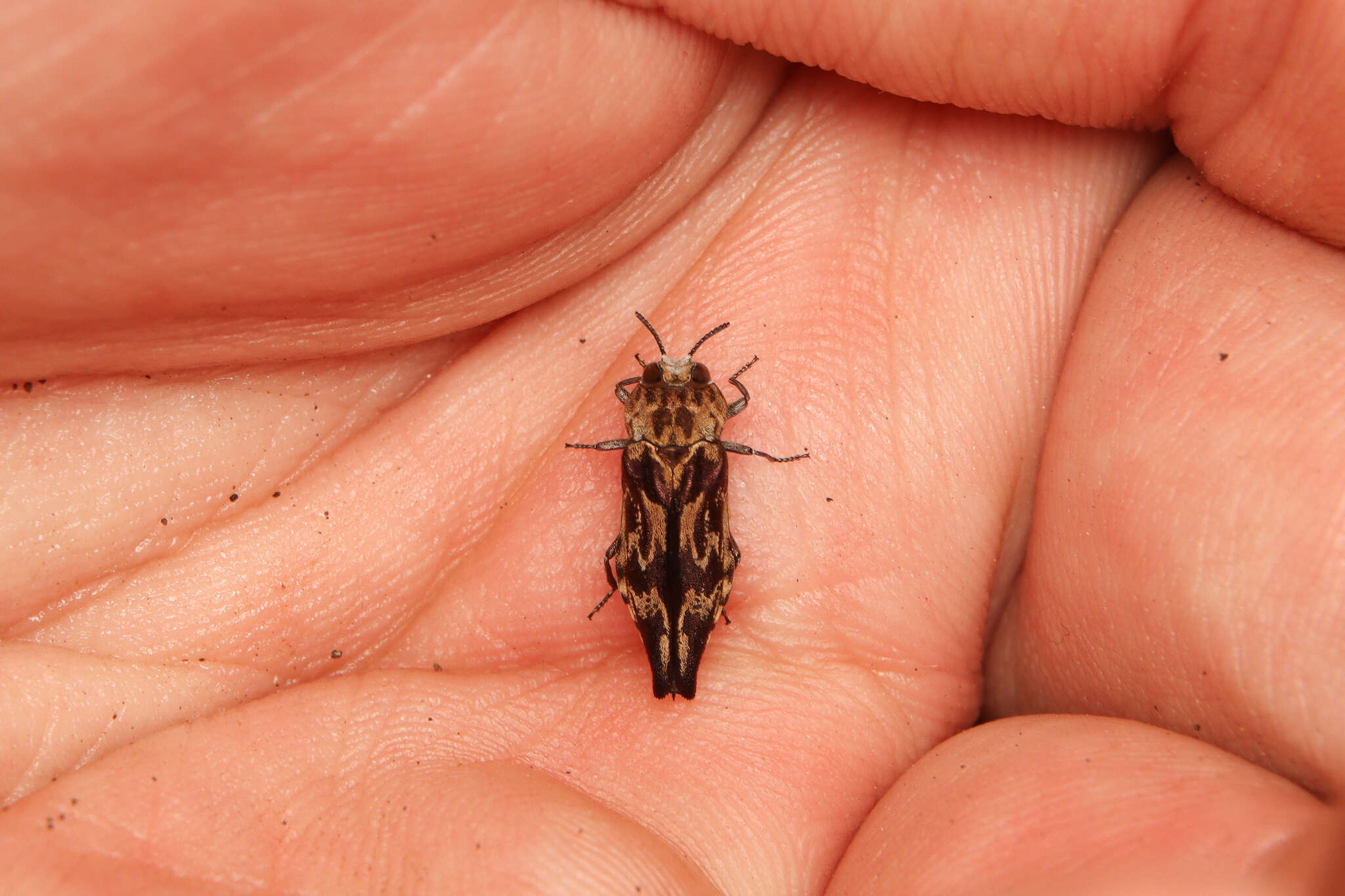 Image of Agrilus diversicolor (Wallengren 1881)