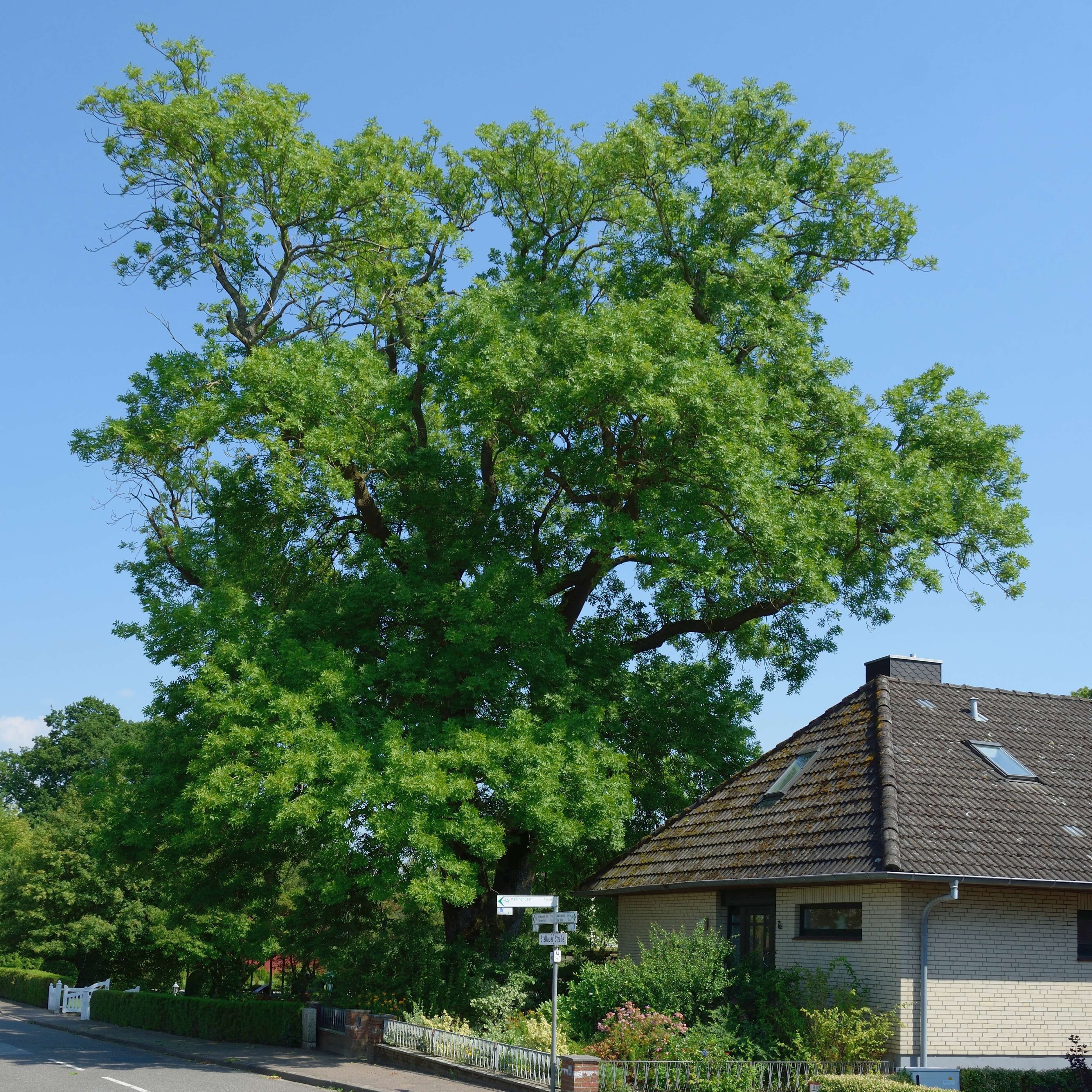 Image of European ash