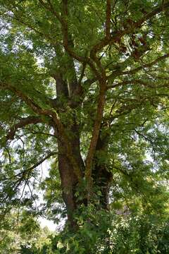 Image of European ash