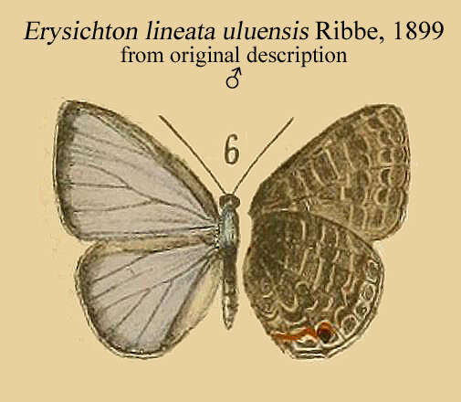 Image of Erysichton