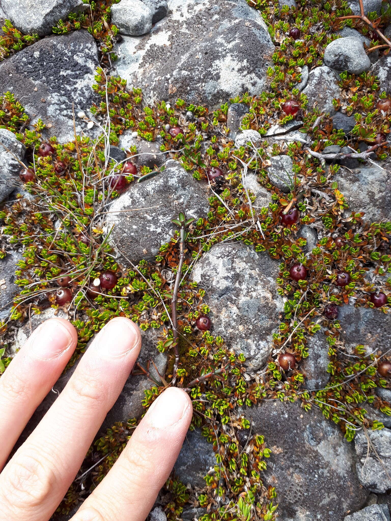 Image of Coprosma atropurpurea (Cockayne & Allan) L. B. Moore