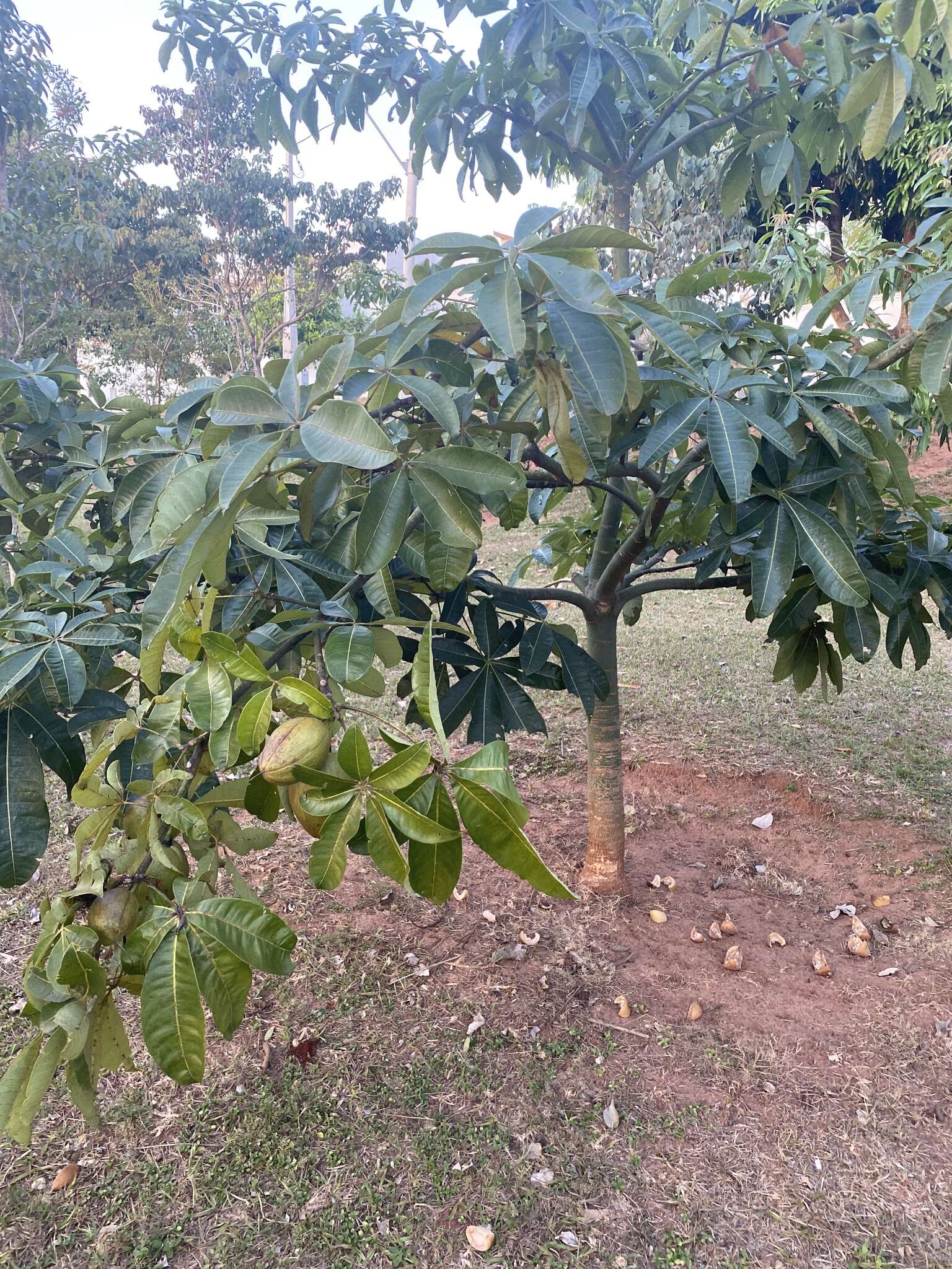 Imagem de Pachira glabra Pasq.