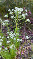 Image of Poranthera corymbosa Brongn.