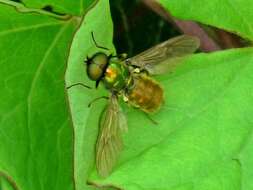 Image of Soldier fly