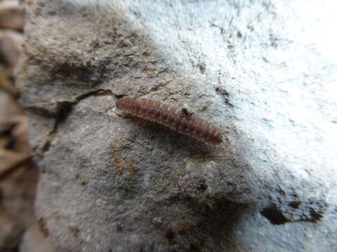 Image of Flat-backed millipede