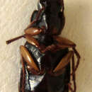 Image of Cymindoidea virgulifera Chaudoir 1875