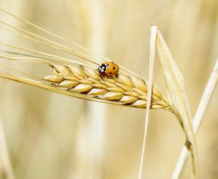 Image of common barley