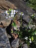 Image of Arabidopsis halleri (L.) O'Kane & Al-Shehbaz