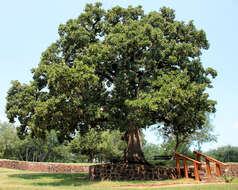 Sivun Quercus stellata Wangenh. kuva