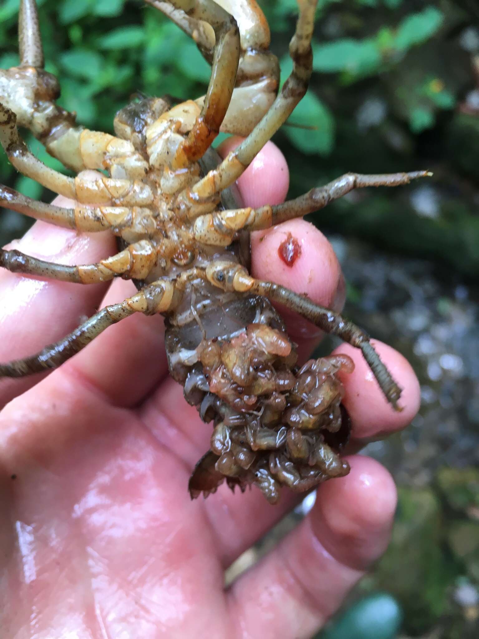 Image of Rock Crayfish