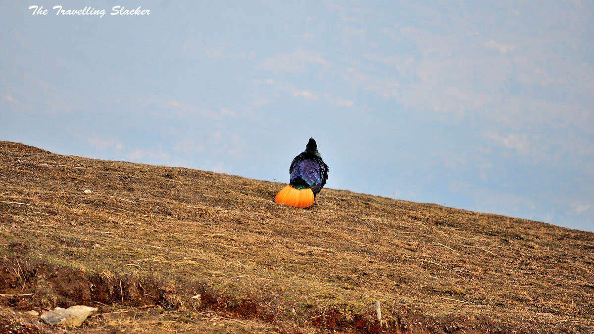 Image of Monal