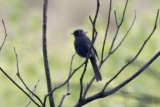 Image de Gobemouche drongo