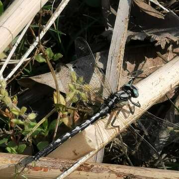 Image of Trigomphus agricola (Ris 1916)