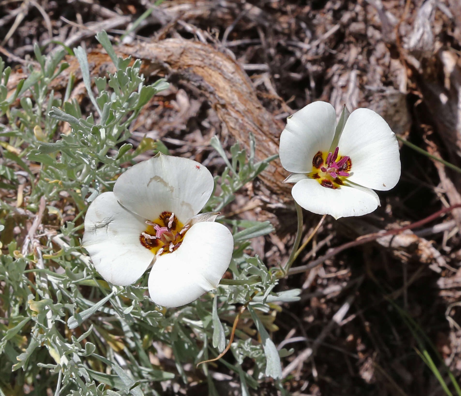 Слика од Calochortus bruneaunis A. Nelson & J. F. Macbr.