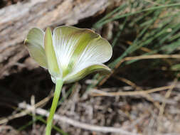 Слика од Calochortus bruneaunis A. Nelson & J. F. Macbr.