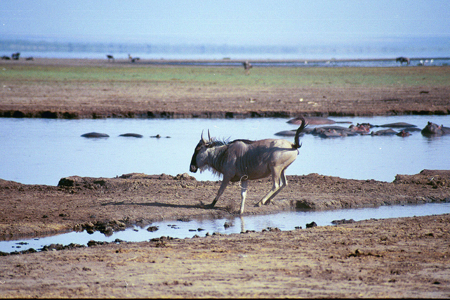 Image of Connochaetes taurinus albojubatus Thomas 1892