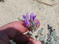 صورة Astragalus lentiginosus var. coachellae Barneby