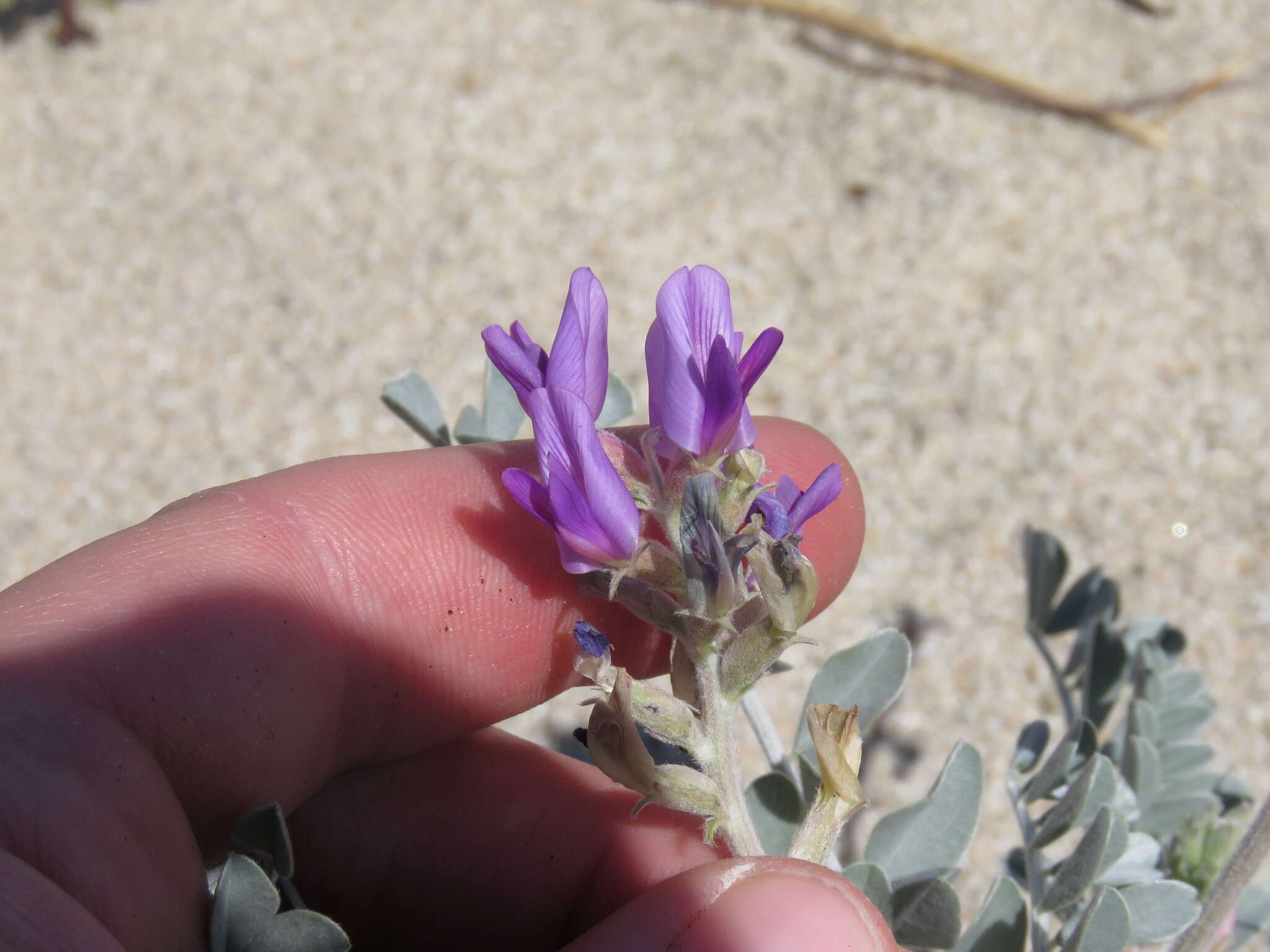 Imagem de Astragalus lentiginosus var. coachellae Barneby