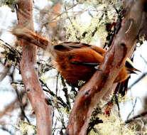 Image of Rufous Wren