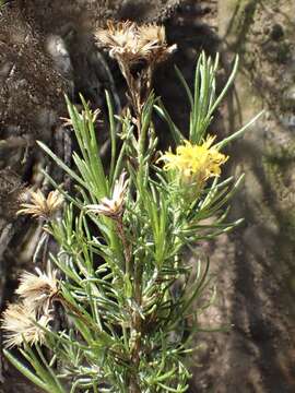 Image of pinebush