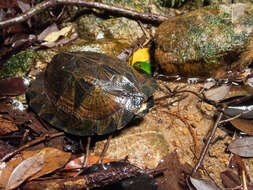 Image of Striped Leaf Turtle