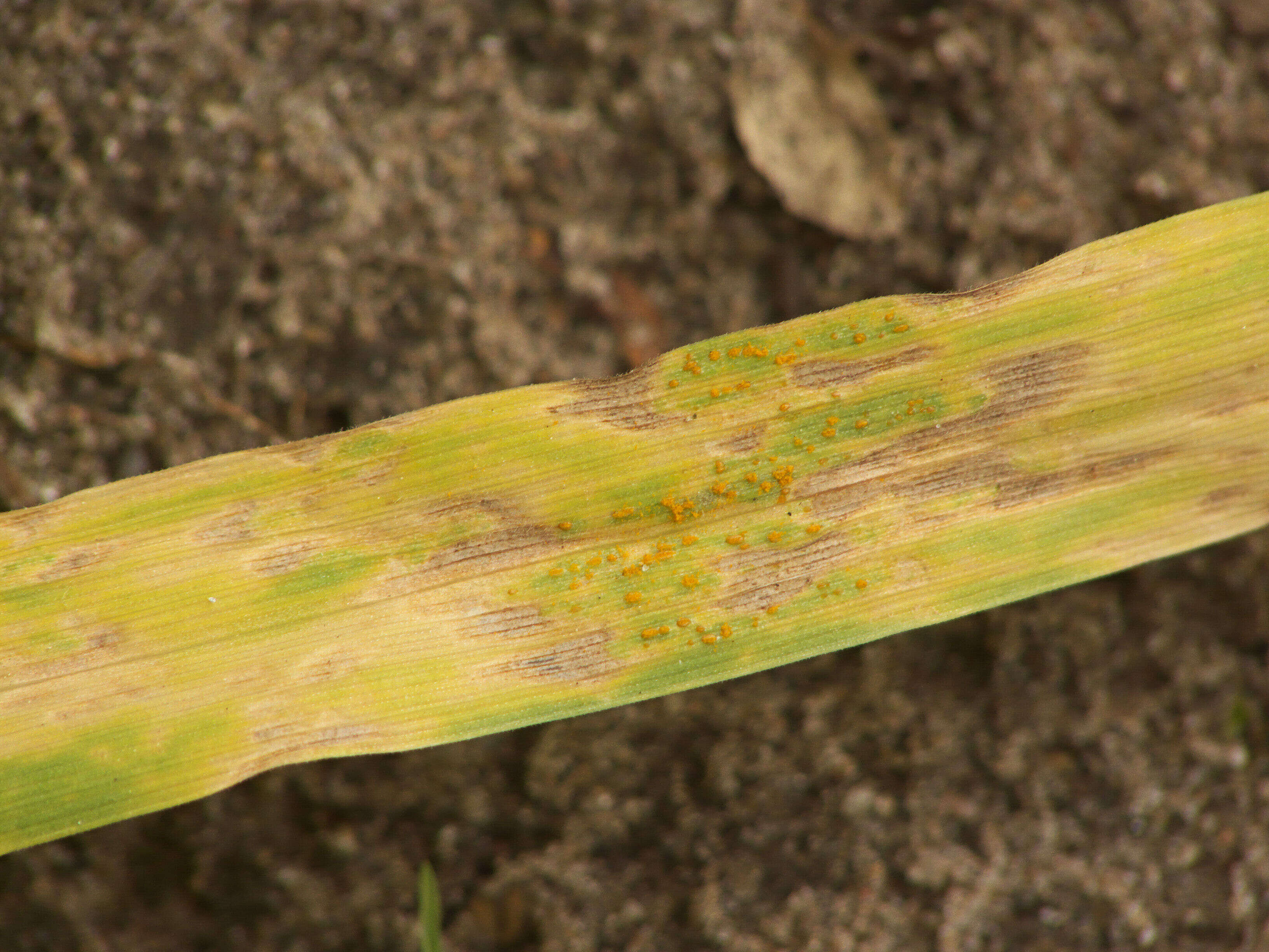 Plancia ëd Puccinia striiformis Westend. 1854