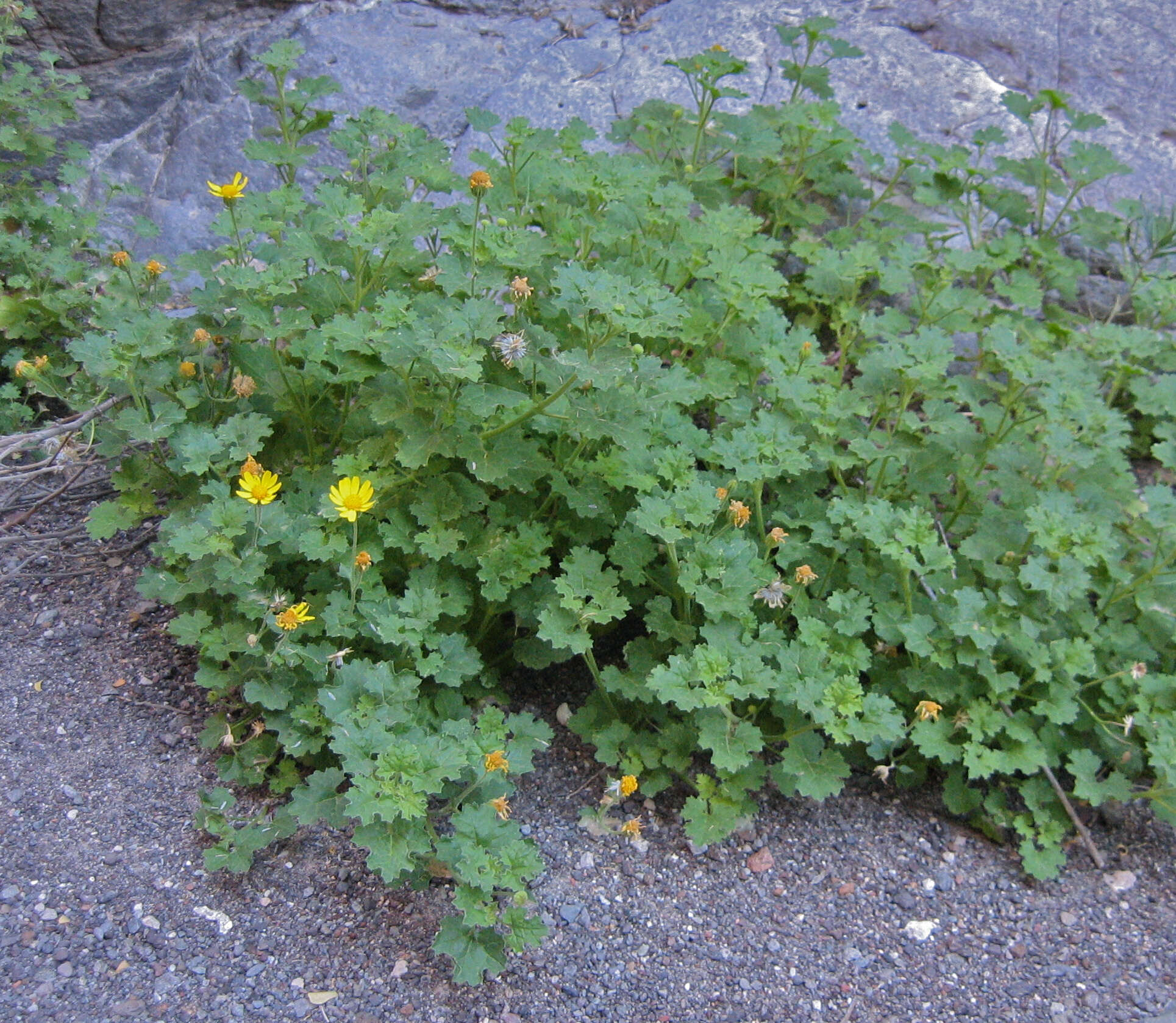 Image of Parry's rockdaisy