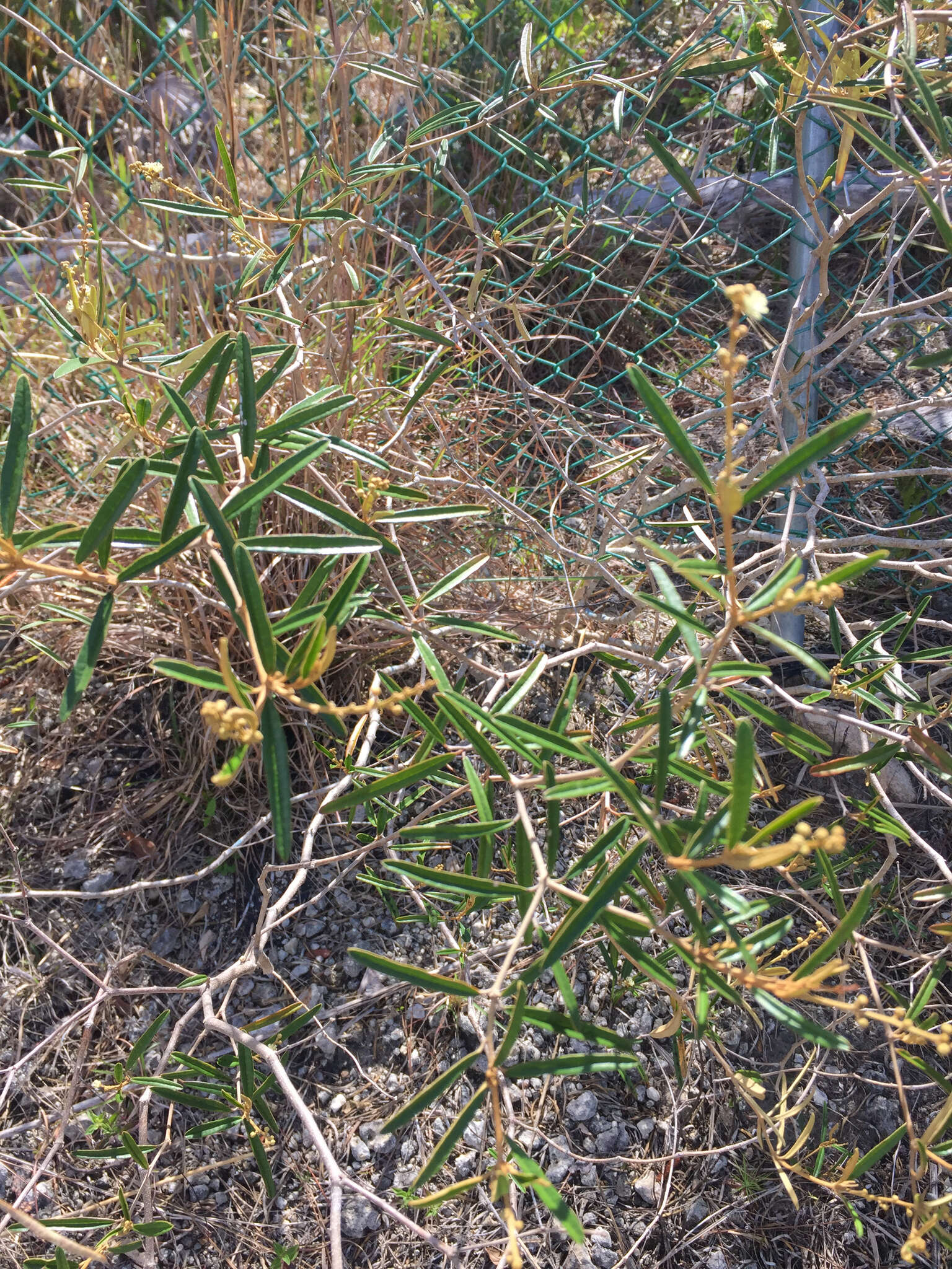 Слика од Croton linearis Jacq.