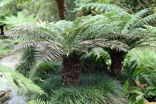 Image of Tree fern