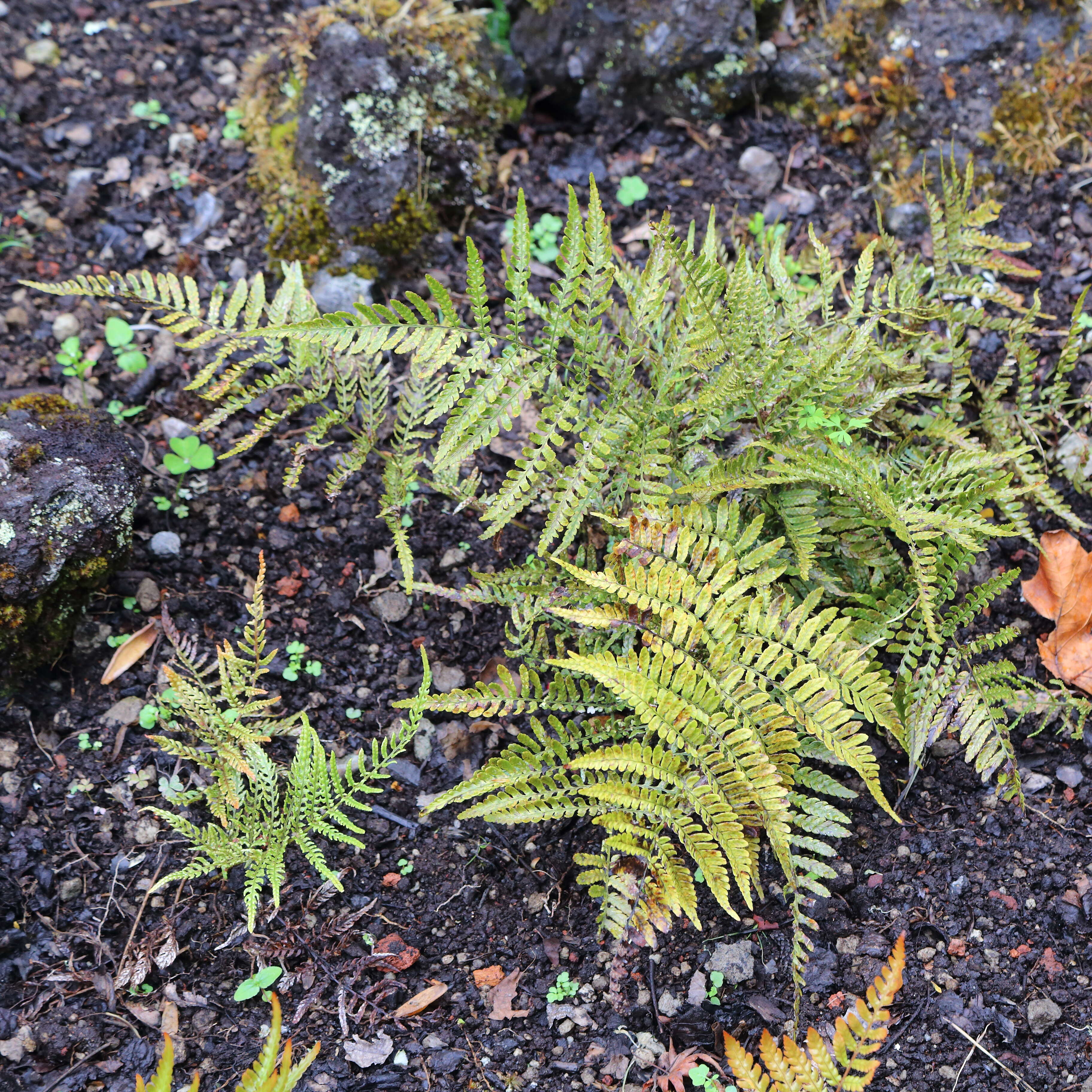 Image of Autumn fern