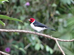 Image of Red-capped Cardinal