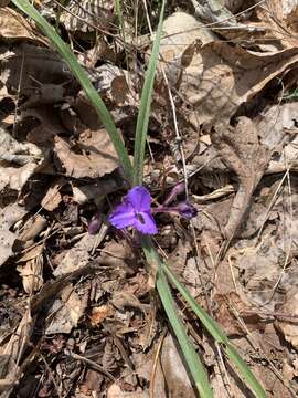 Image de Tradescantia longipes E. S. Anderson & Woodson