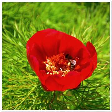 Image of Fern Leaf Peony