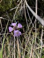 Sivun Euphrasia collina R. Br. kuva