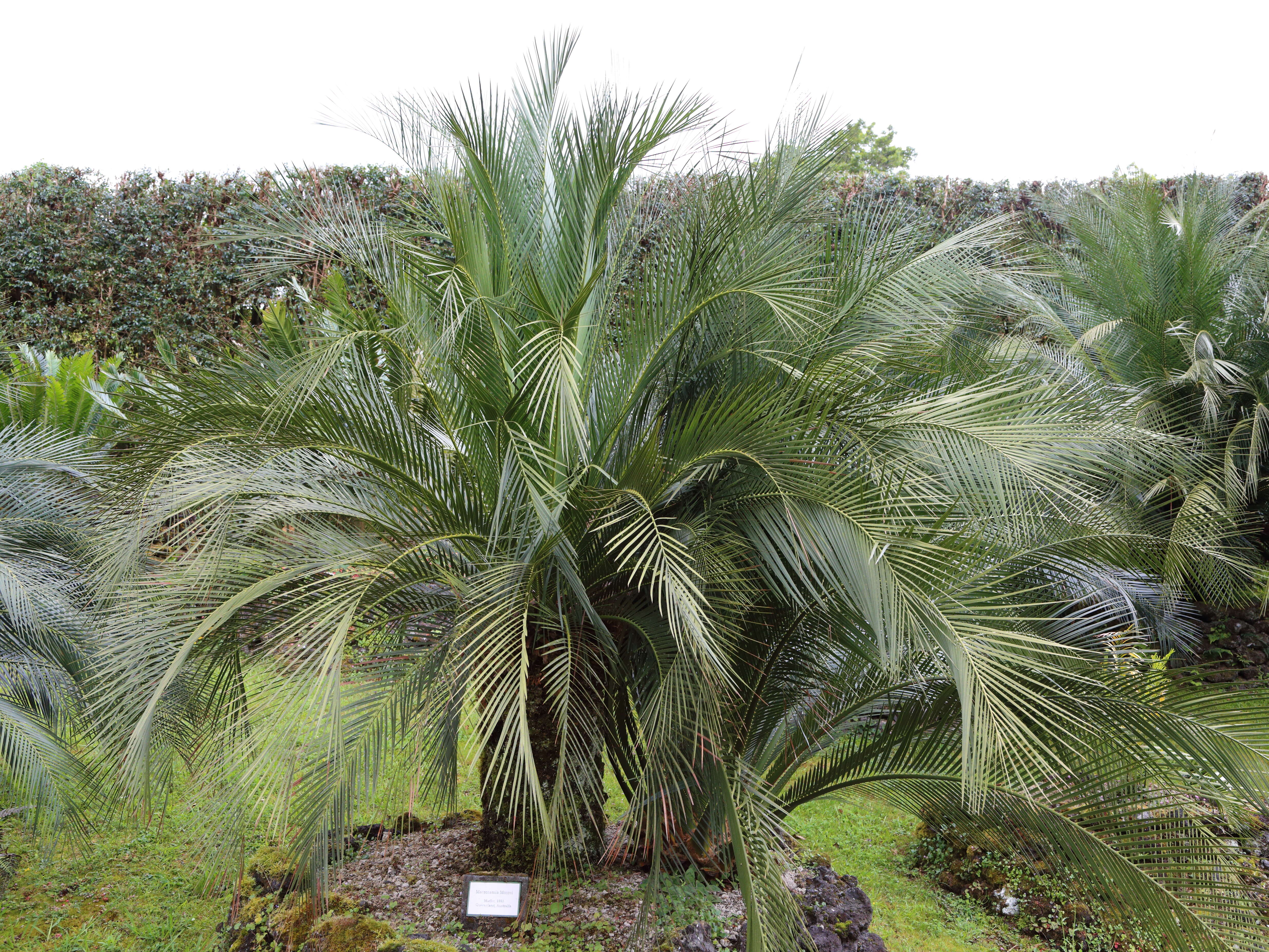 Image of Macrozamia moorei F. Muell.