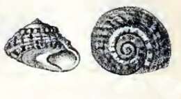 Image of Umbonium moniliferum (Lamarck 1822)