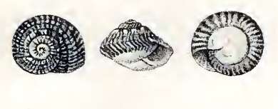 Image of Umbonium moniliferum (Lamarck 1822)