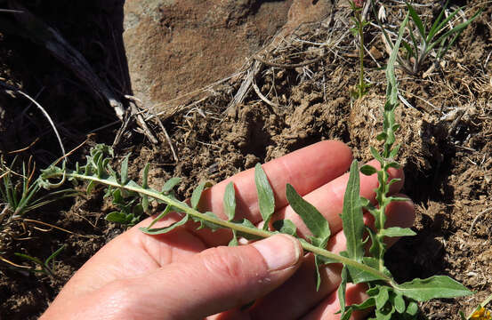 Image of hairy balsamroot