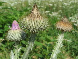 Image of Cotton Thistle