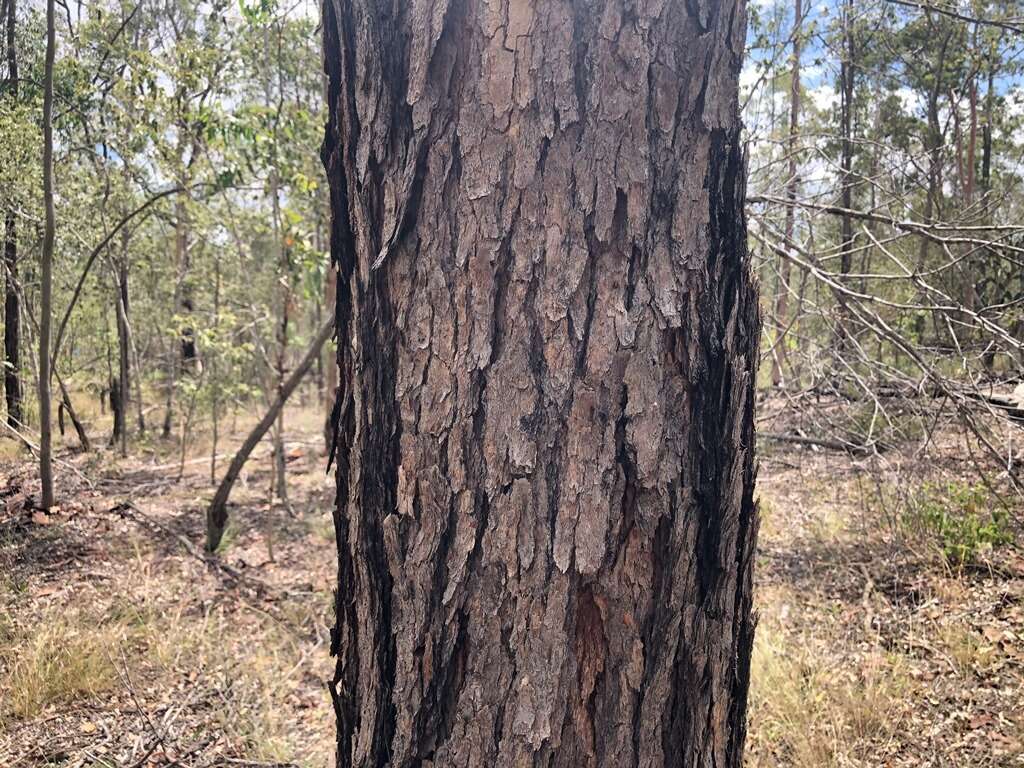 Angophora woodsiana F. M. Bailey的圖片