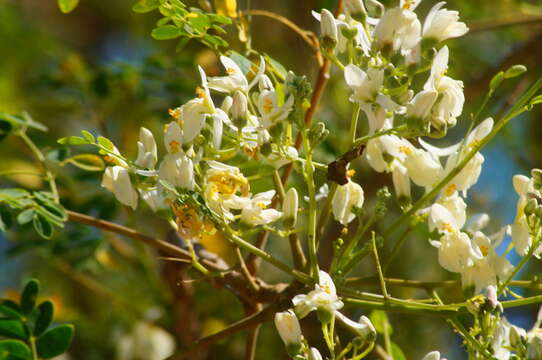 Image of horseradishtree