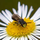 Sivun Hylaeus affinis (Smith 1853) kuva