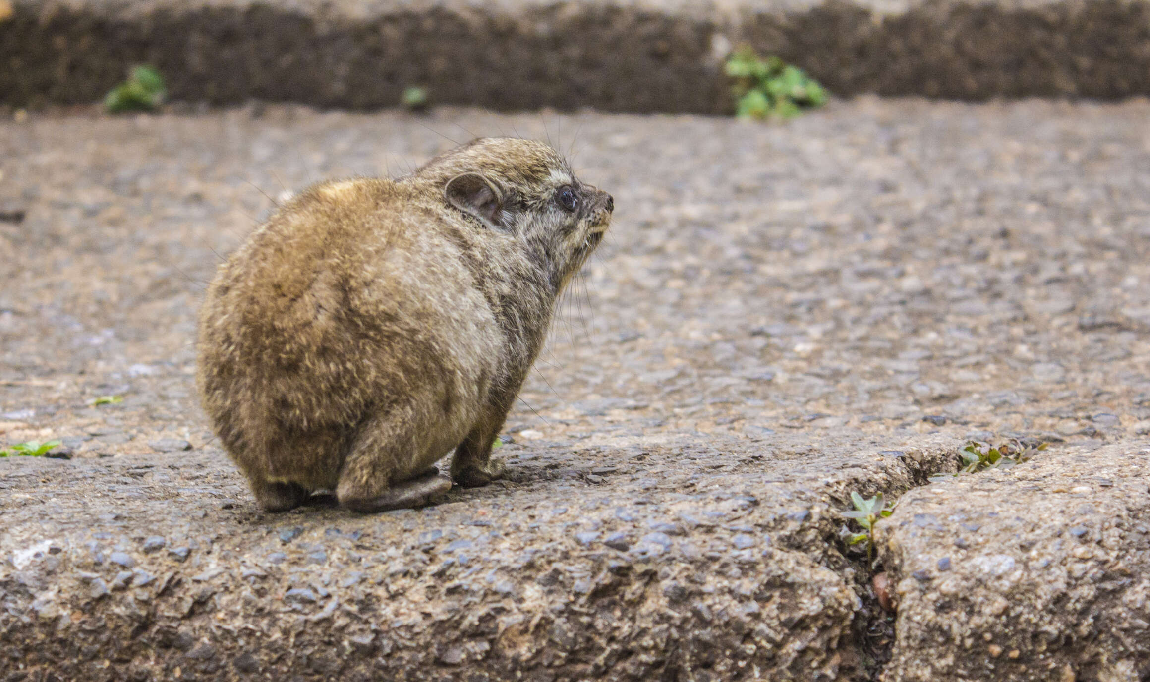 Image of Rock Hyrax