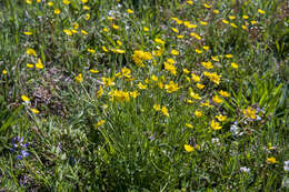 Image of Northern Buttercup