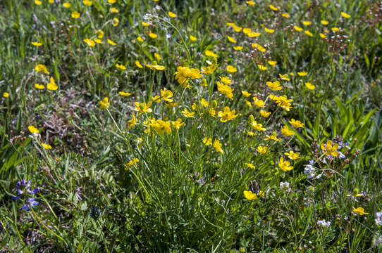 Imagem de Ranunculus pedatifidus var. affinis (R. Br.) L. D. Benson