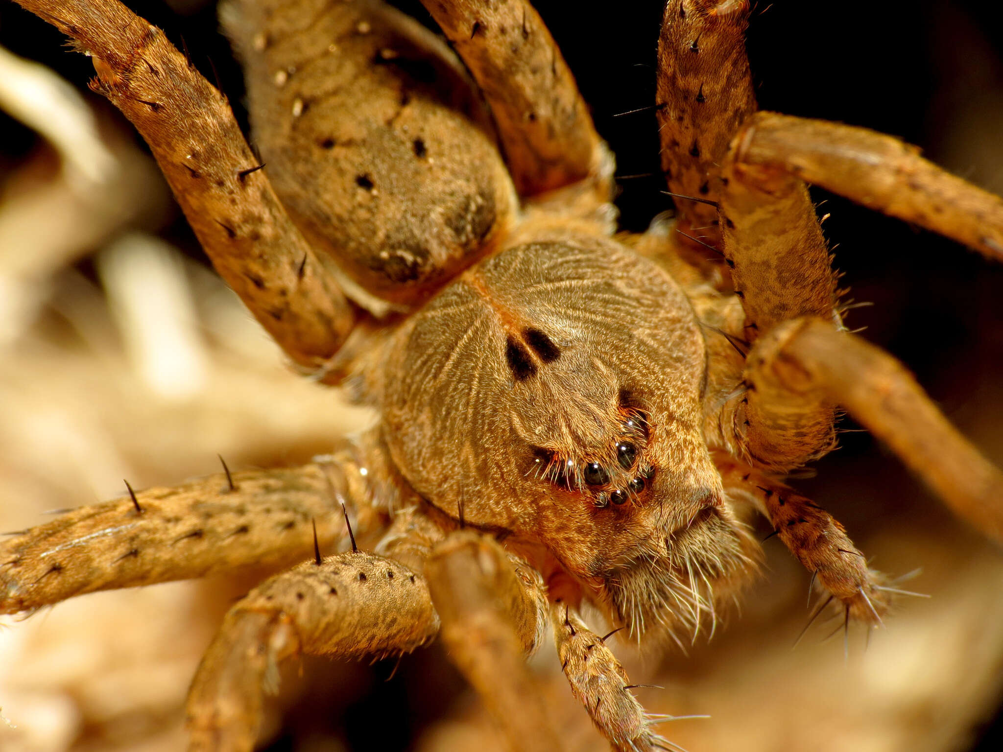 Image of Dolomedes vittatus Walckenaer 1837