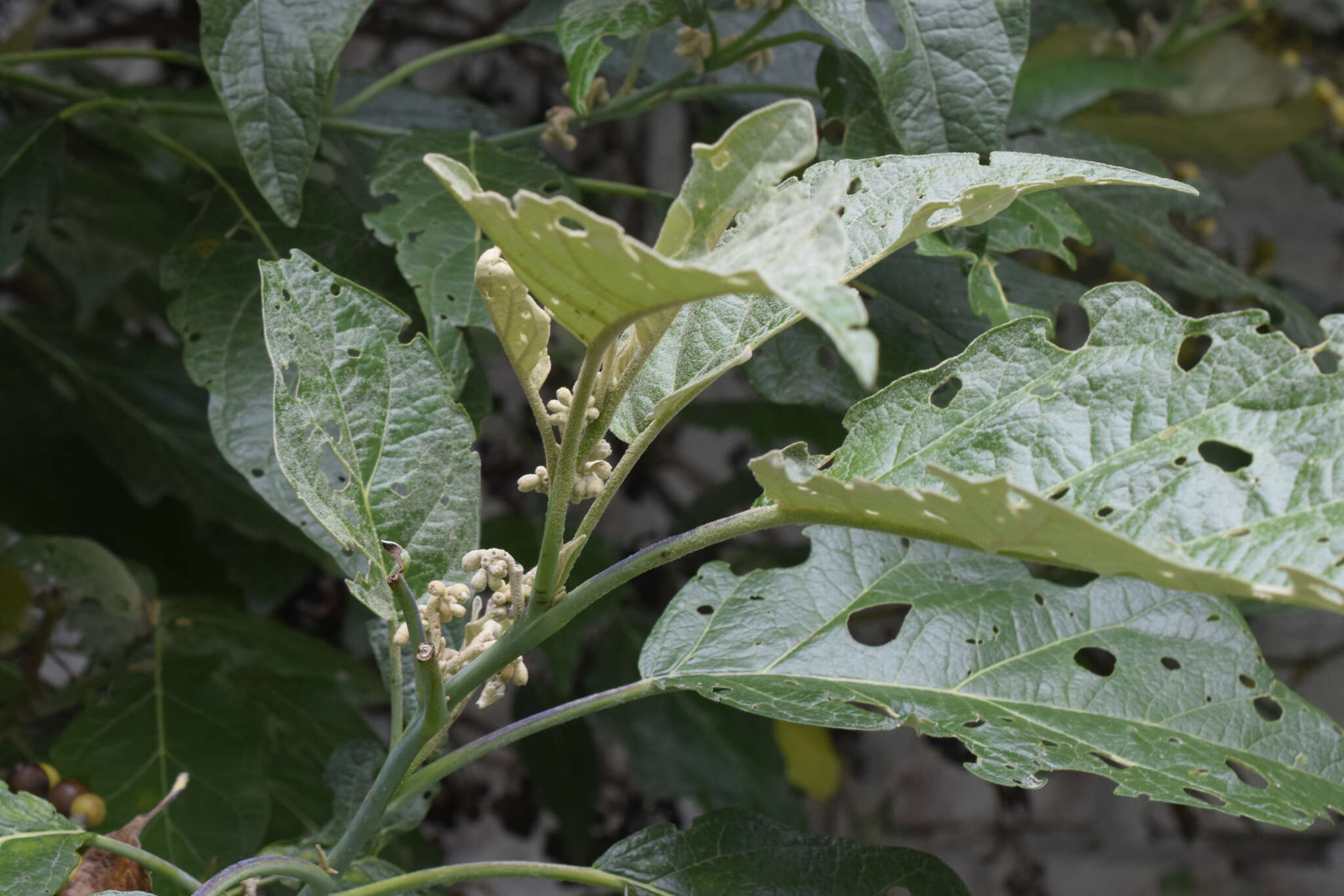 Solanum albidum Dun.的圖片