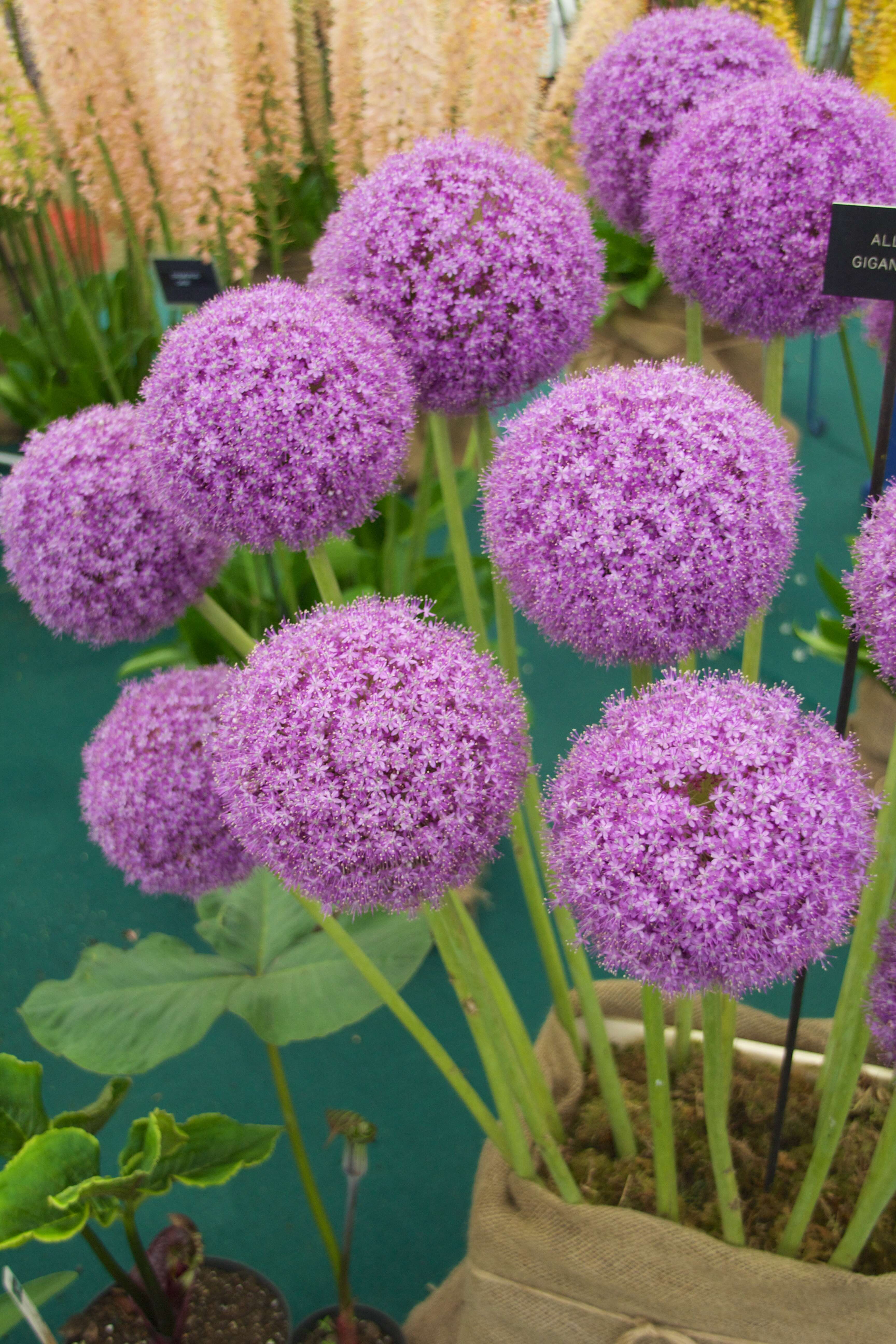 Image of Allium giganteum Regel