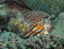 Image of Banded eyestalk hermit crab